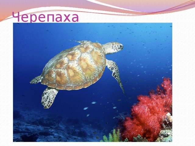 Черепаха 