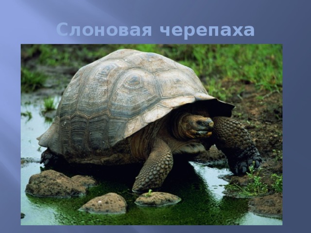 Слоновая черепаха 