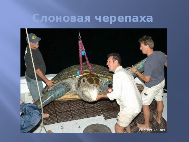 Слоновая черепаха 