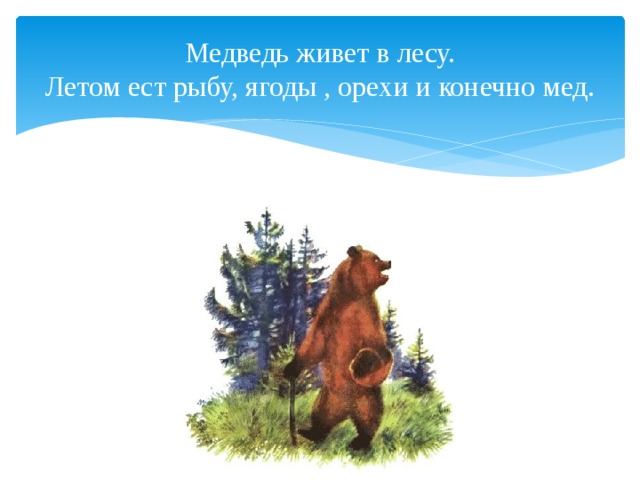 Медведь живет в лесу.  Летом ест рыбу, ягоды , орехи и конечно мед. 