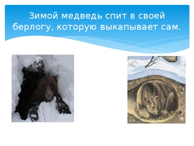 Зимой медведь спит в своей берлогу, которую выкапывает сам. 