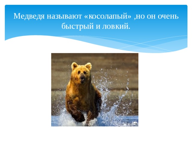 Медведя называют «косолапый» ,но он очень быстрый и ловкий. 