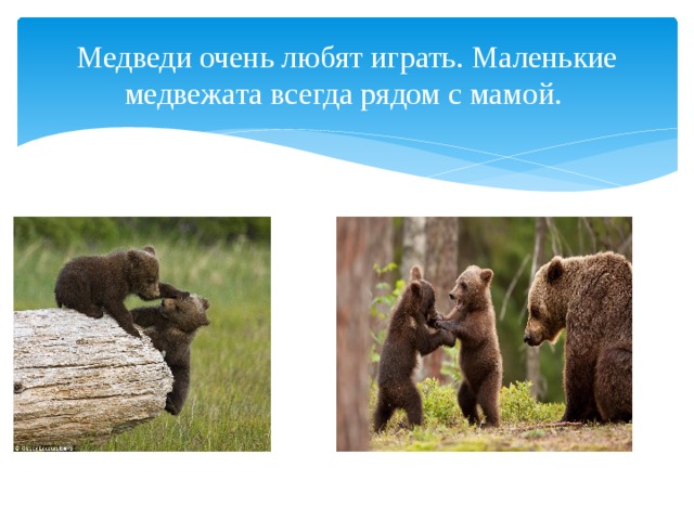 Медведи очень любят играть. Маленькие медвежата всегда рядом с мамой. 
