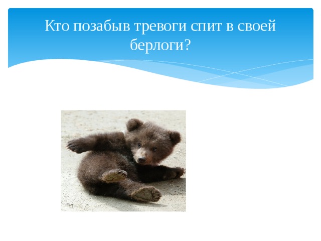 Кто позабыв тревоги спит в своей берлоги? 