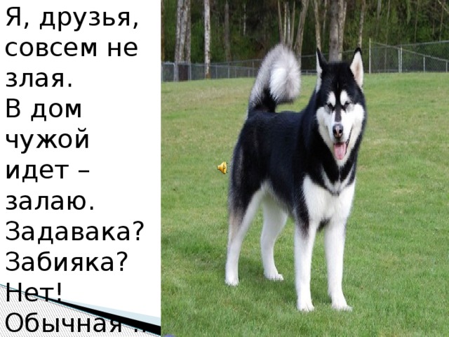 Я, друзья, совсем не злая.  В дом чужой идет – залаю.  Задавака? Забияка?  Нет! Обычная .. 