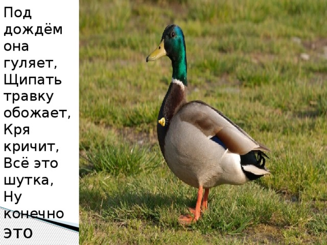 Под дождём она гуляет,  Щипать травку обожает,   Кря кричит, Всё это шутка,  Ну конечно это 