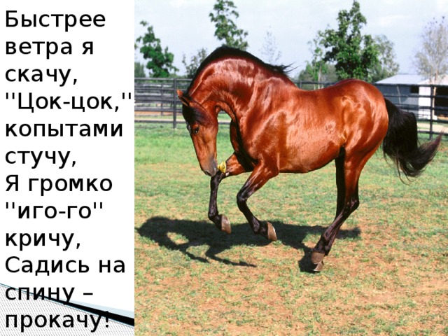 Быстрее ветра я скачу,  ''Цок-цок,'' копытами стучу,  Я громко ''иго-го'' кричу,  Садись на спину – прокачу! 