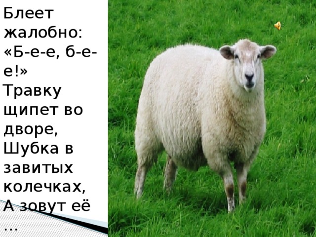 Блеет жалобно: «Б-е-е, б-е-е!»  Травку щипет во дворе,  Шубка в завитых колечках,  А зовут её … 