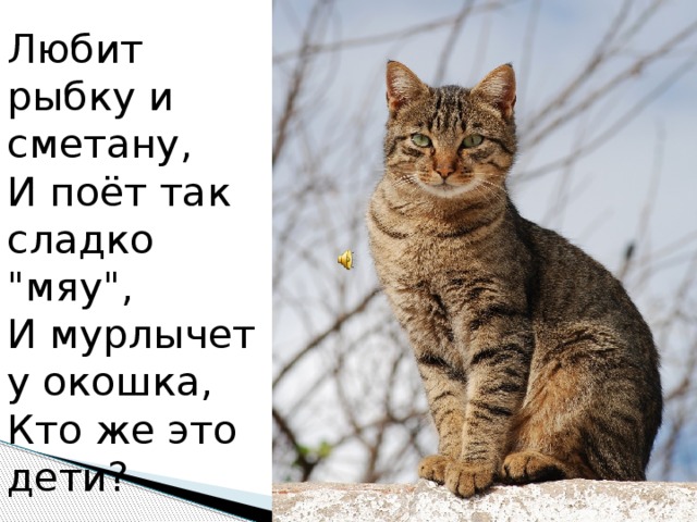 Любит рыбку и сметану,  И поёт так сладко 