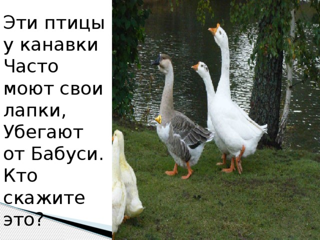Эти птицы у канавки  Часто моют свои лапки,  Убегают от Бабуси.  Кто скажите это?  