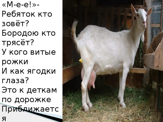 «М-е-е!»- Ребяток кто зовёт?  Бородою кто трясёт?  У кого витые рожки  И как ягодки глаза?      Это к деткам по дорожке  Приближается 