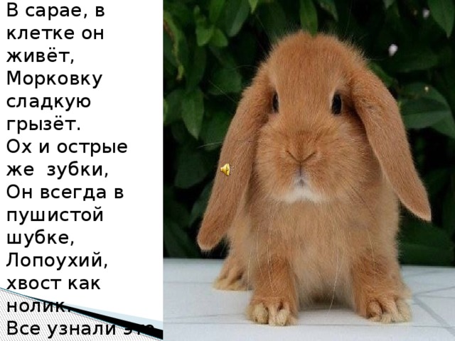 В сарае, в клетке он живёт,  Морковку сладкую грызёт.  Ох и острые же  зубки,  Он всегда в пушистой шубке,  Лопоухий, хвост как нолик.  Все узнали это 