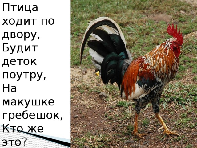 Птица ходит по двору,  Будит деток поутру,  На макушке гребешок,  Кто же это ? 