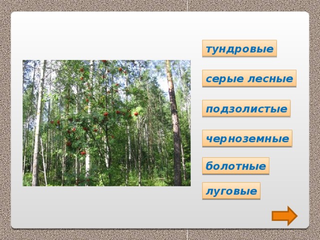 тундровые серые лесные подзолистые черноземные болотные луговые 