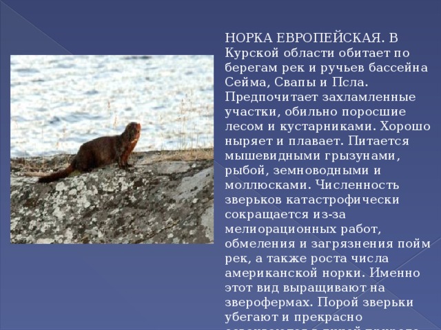 НОРКА ЕВРОПЕЙСКАЯ. В Курской области обитает по берегам рек и ручьев бассейна Сейма, Свапы и Псла. Предпочитает захламленные участки, обильно поросшие лесом и кустарниками. Хорошо ныряет и плавает. Питается мышевидными грызунами, рыбой, земноводными и моллюсками. Численность зверьков катастрофически сокращается из-за мелиорационных работ, обмеления и загрязнения пойм рек, а также роста числа американской норки. Именно этот вид выращивают на зверофермах. Порой зверьки убегают и прекрасно осваиваются в дикой природе. Американская норка, более агрессивная и крупная, постепенно вытесняет европейскую. 