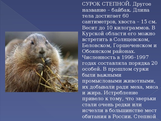СУРОК СТЕПНОЙ. Другое название – байбак. Длина тела достигает 60 сантиметров, хвоста – 15 см. Весит до 10 килограммов. В Курской области его можно встретить в Солнцевском, Беловском, Горшеченском и Обоянском районах. Численность в 1996–1997 годах составляла порядка 20 особей. В прошлом сурки были важными промысловыми животными, их добывали ради меха, мяса и жира. Истребление привело к тому, что зверьки стали очень редки или исчезли в большинстве мест обитания в России. Степной сурок нуждается в охране, охота на него запрещена. 