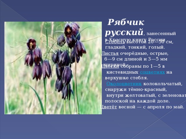   Рябчик русский , занесенный в Красную книгу России . Стебель   высотой 20—50 см, гладкий, тонкий, голый. Листья   очерёдные, острые,   6—9 см длиной и 3—5 мм шириной.  Цветки   собраны по 1—5 в   кистевидных  соцветиях  на верхушке стебля.   Околоцветник   колокольчатый, снаружи тёмно-красный,   внутри желтоватый, с зеленоватой полоской на каждой доле. Цветёт   весной — с апреля по май. 