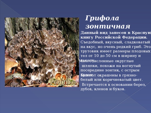 Грифола зонтичная Данный вид занесен в Красную книгу Российской Федерации. Съедобный, вкусный, сладковатый на вкус, но очень редкий гриб. Этот трутовик имеет размеры плодовых тел от 10 до 50 см в ширину и высоту. Многочисленные    округлые   шляпки, похожи на вогнутый посередине зонтик, с острым краем, Бывают окрашены в грязно-белый или коричневатый цвет.    Встречается в основании берез, дубов, кленов и буков.  