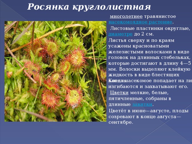   Росянка круглолистная    многолетнее   травянистое  насекомоядное растение .   Листовые пластинки округлые, в  диаметре  до 2 см. Листья сверху и по краям усажены красноватыми железистыми волосками в виде головок на длинных стебельках, которые достигают в длину 4—5 мм. Волоски выделяют клейкую жидкость в виде блестящих капель.  Когда насекомое попадает на лист, изгибаются и захватывают его.   Цветки  мелкие, белые, пятичленные, собраны в длинные  завитки .  Цветёт в июне—августе, плоды созревают в конце августа—сентябре.  