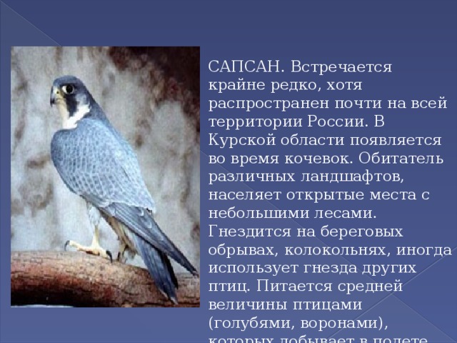  САПСАН. Встречается крайне редко, хотя распространен почти на всей территории России. В Курской области появляется во время кочевок. Обитатель различных ландшафтов, населяет открытые места с небольшими лесами. Гнездится на береговых обрывах, колокольнях, иногда использует гнезда других птиц. Питается средней величины птицами (голубями, воронами), которых добывает в полете, реже мелкими грызунами. 