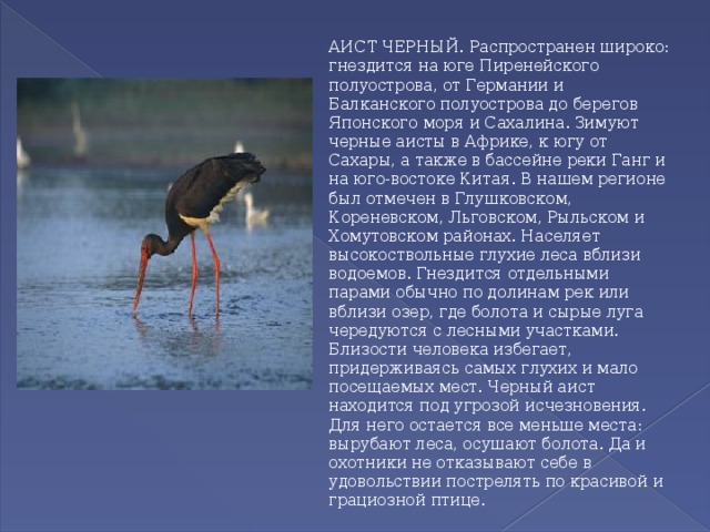 АИСТ ЧЕРНЫЙ. Распространен широко: гнездится на юге Пиренейского полуострова, от Германии и Балканского полуострова до берегов Японского моря и Сахалина. Зимуют черные аисты в Африке, к югу от Сахары, а также в бассейне реки Ганг и на юго-востоке Китая. В нашем регионе был отмечен в Глушковском, Кореневском, Льговском, Рыльском и Хомутовском районах. Населяет высокоствольные глухие леса вблизи водоемов. Гнездится отдельными парами обычно по долинам рек или вблизи озер, где болота и сырые луга чередуются с лесными участками. Близости человека избегает, придерживаясь самых глухих и мало посещаемых мест. Черный аист находится под угрозой исчезновения. Для него остается все меньше места: вырубают леса, осушают болота. Да и охотники не отказывают себе в удовольствии пострелять по красивой и грациозной птице. 