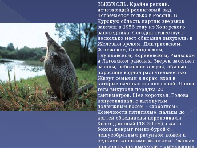 ВЫХУХОЛЬ. Крайне редкий, исчезающий реликтовый вид. Встречается только в России. В Курскую область партию зверьков завезли в 1956 году из Хоперского заповедника. Сегодня существует несколько мест обитания выхухоли: в Железногорском, Дмитриевском, Фатежском, Солнцевском, Глушковском, Кореневском, Рыльском и Льговском районах. Зверек заселяет затоны, небольшие озерца, обильно поросшие водной растительностью. Живут семьями в норах, вход в которые начинается под водой. Длина тела выхухоли порядка 20 сантиметров. Шея короткая. Голова конусовидная, с вытянутым подвижным носом – «хоботком». Конечности пятипалые, пальцы до когтей объединены перепонками. Хвост длинный (18–20 см), сжат с боков, покрыт тёмно-бурой с чешуеобразным рисунком кожей и редкими жёсткими волосами. Главная опасность для выхухоли – рыболовные снасти, в которые зверьки легко попадают и гибнут. 
