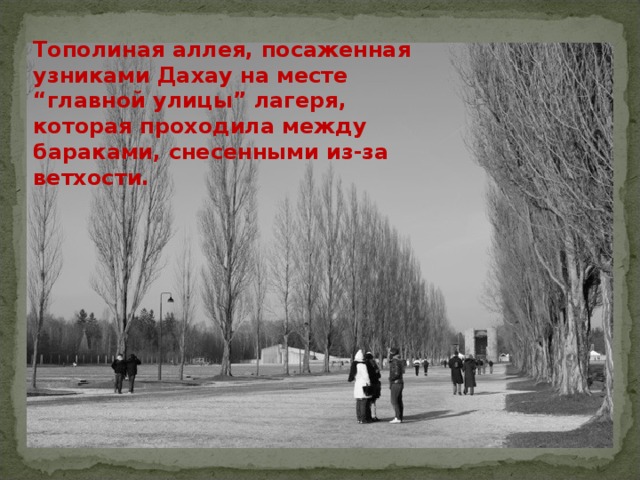 Тополиная аллея, посаженная узниками Дахау на месте “главной улицы” лагеря, которая проходила между бараками, снесенными из-за ветхости. 
