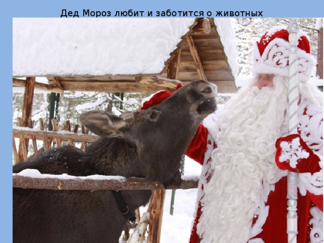 Дед Мороз любит и заботится о животных 