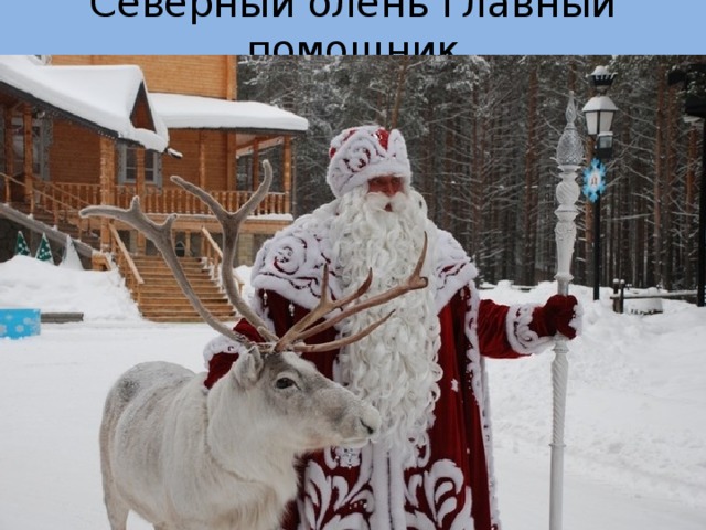 Северный олень главный помощник 