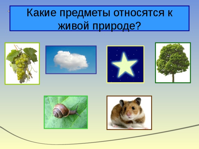 Какие предметы относятся к живой природе? 