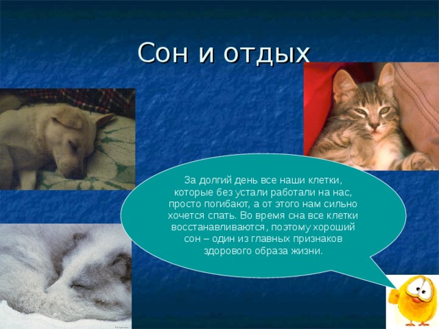 Сон и отдых За долгий день все наши клетки, которые без устали работали на нас, просто погибают, а от этого нам сильно хочется спать. Во время сна все клетки восстанавливаются, поэтому хороший сон – один из главных признаков здорового образа жизни. 