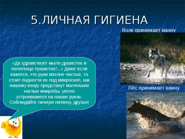 5.ЛИЧНАЯ ГИГИЕНА Волк принимает ванну «Да здравствует мыло душистое и полотенце пушистое!...» Даже если кажется, что руки вполне чистые, то стоит поднести их под микроскоп, как нашему взору предстанут маленькие наглые микробы, уютно устроившиеся на наших руках. Соблюдайте личную гигиену, друзья! Пёс принимает ванну 