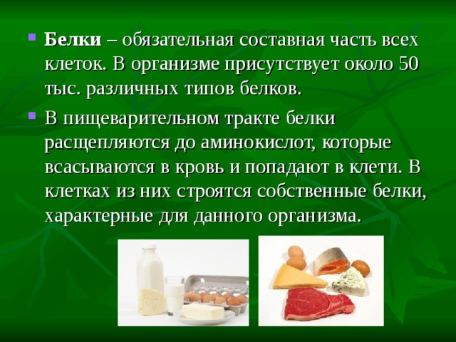 Белки – обязательная составная часть всех клеток. В организме присутствует около 50 тыс. различных типов белков. В пищеварительном тракте белки расщепляются до аминокислот, которые всасываются в кровь и попадают в клети. В клетках из них строятся собственные белки, характерные для данного организма.  