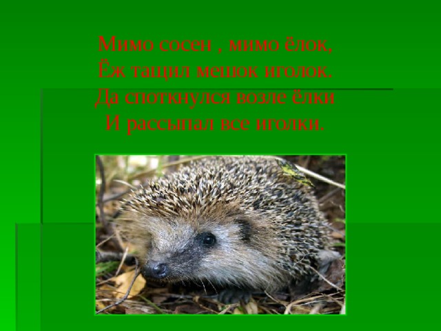Мимо сосен , мимо ёлок, Ёж тащил мешок иголок. Да споткнулся возле ёлки И рассыпал все иголки. 