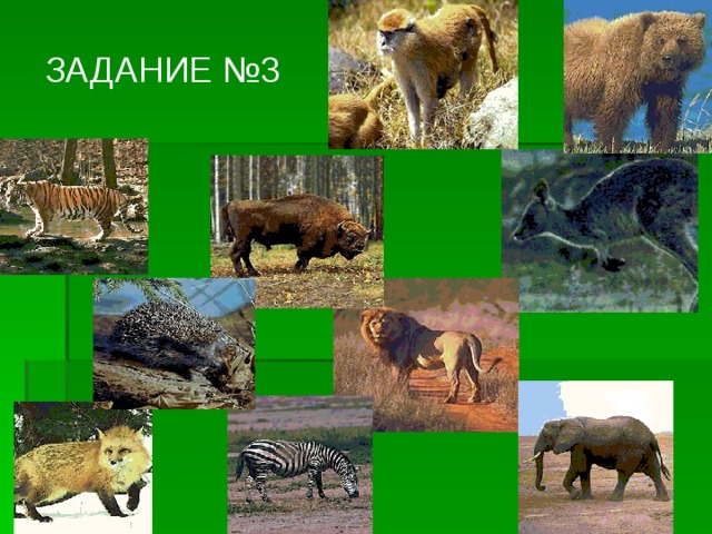 ЗАДАНИЕ №3 