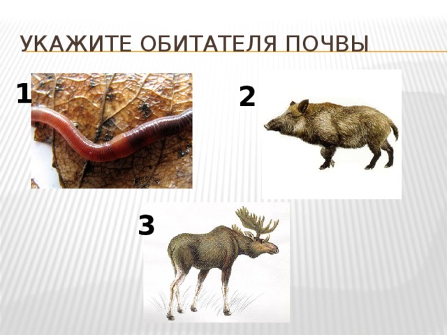 Укажите обитателя почвы 1 2 3 