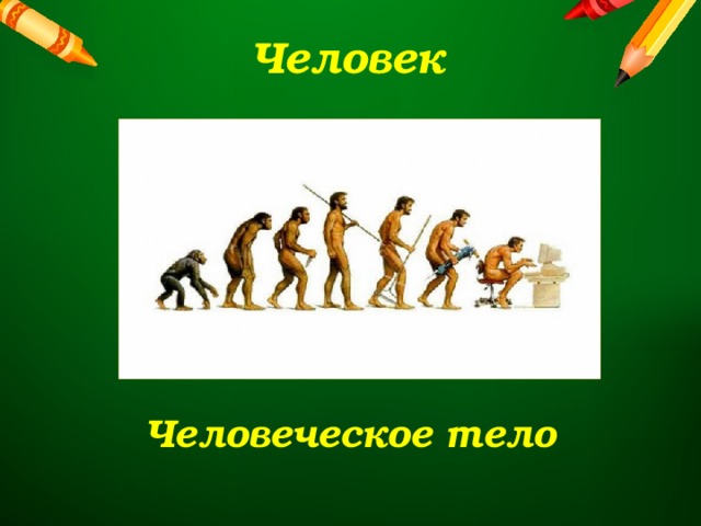 Человек Человеческое тело 