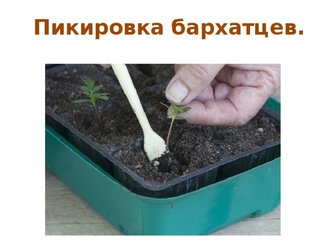 Пикировка бархатцев. 
