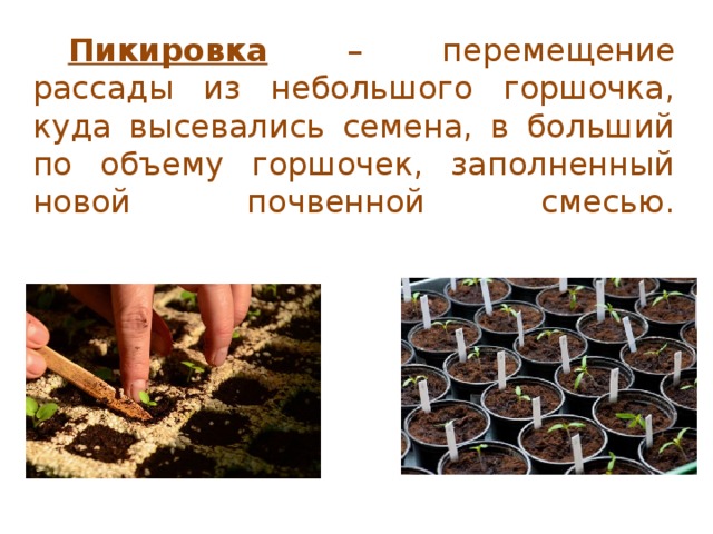 Пикировка – перемещение рассады из небольшого горшочка, куда высевались семена, в больший по объему горшочек, заполненный новой почвенной смесью.   