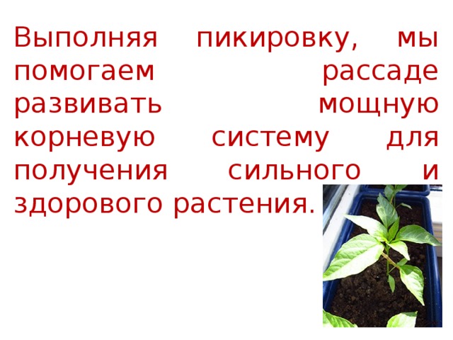 Выполняя пикировку, мы помогаем рассаде развивать мощную корневую систему для получения сильного и здорового растения. 