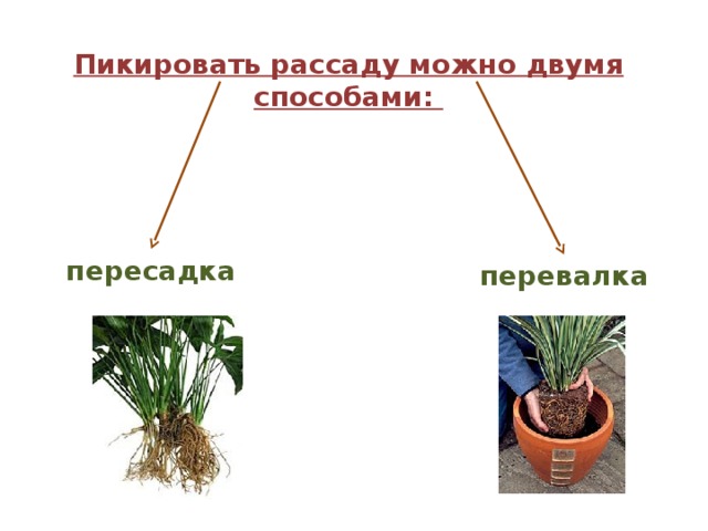Пикировать рассаду можно двумя способами: пересадка перевалка 
