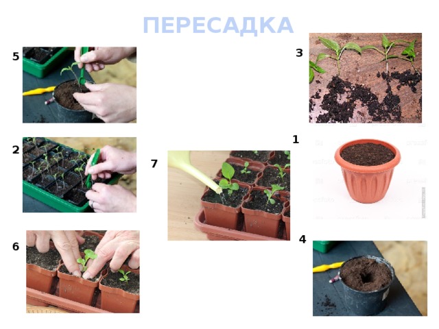 П ересадка 3 5 1 2 7 4 6 