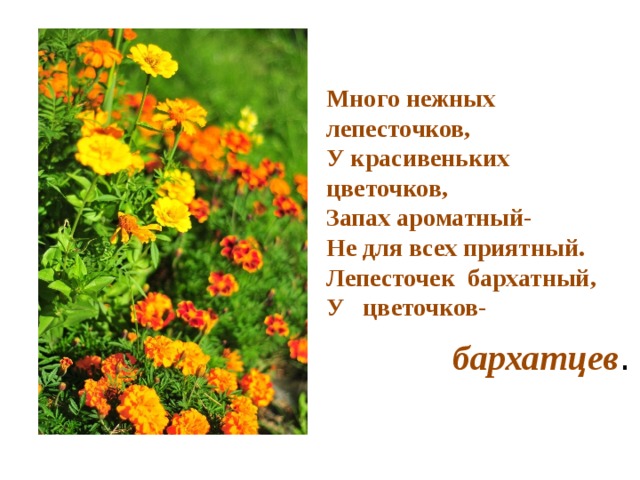 Много нежных лепесточков, У красивеньких цветочков, Запах ароматный- Не для всех приятный. Лепесточек  бархатный, У   цветочков-                       бархатцев . 