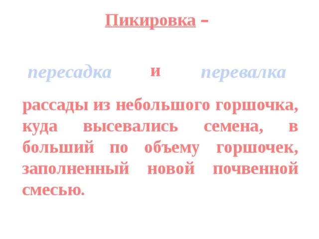 Пикировка  –    рассады из небольшого горшочка, куда высевались семена, в больший по объему горшочек, заполненный новой почвенной смесью. пересадка перевалка и 