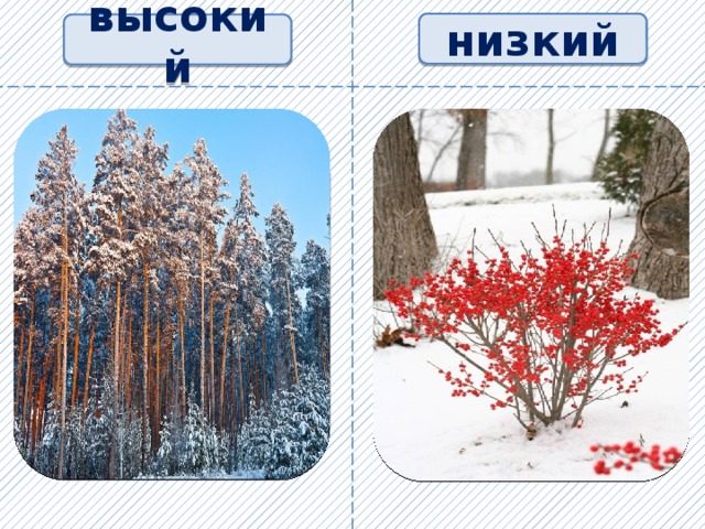 низкий высокий 