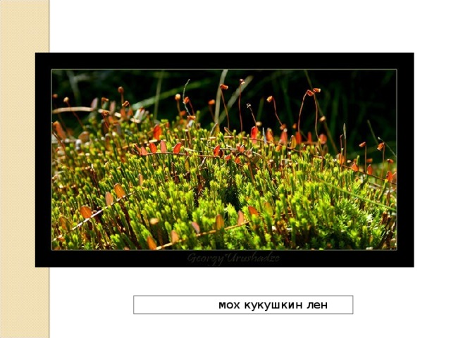  мох кукушкин лен 