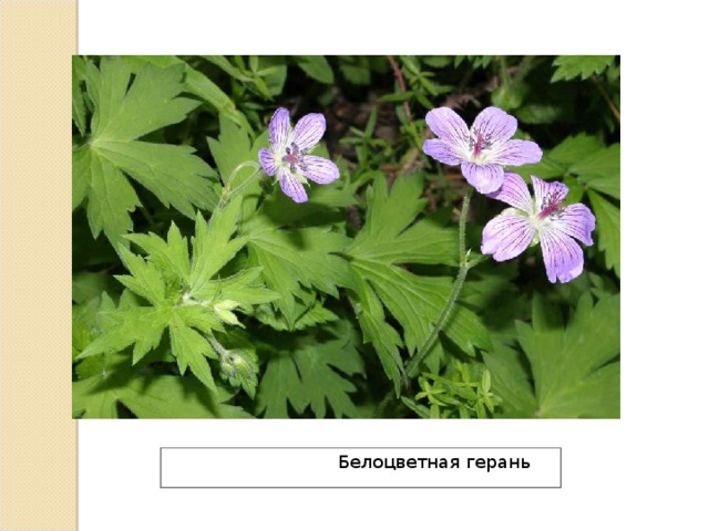  Белоцветная герань 