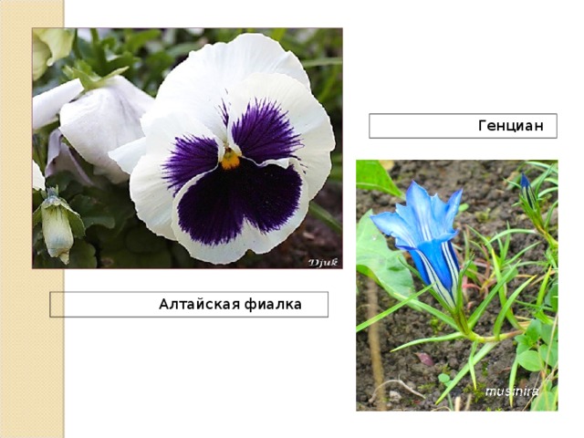  Генциан  Алтайская фиалка 