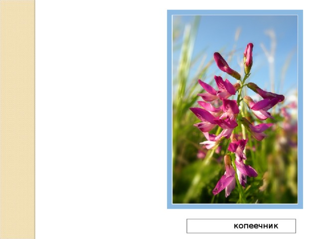  копеечник 