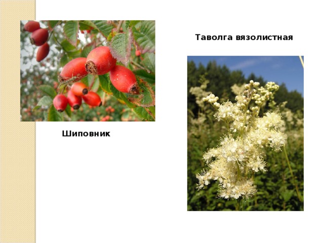 Таволга вязолистная Шиповник 
